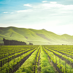 Wine Country